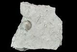 Fossil Crinoid (Eucalyptocrinus) Calyx - Indiana #110785-1